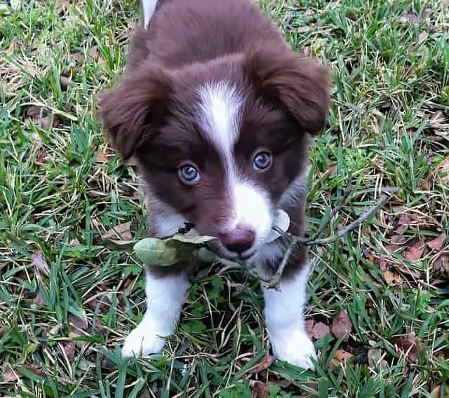 is a red BC breed for you?