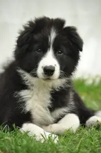 what to expect to a Border Collie puppy