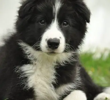 what to expect to a Border Collie puppy