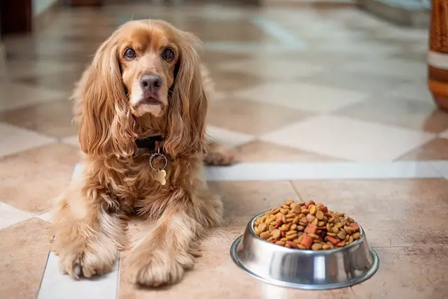 feeding Cocker Spaniel healthy dog food