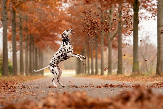 what a Dalmatian looks like