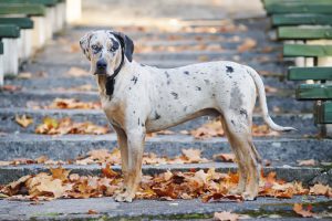 catahoula leopard dog standing