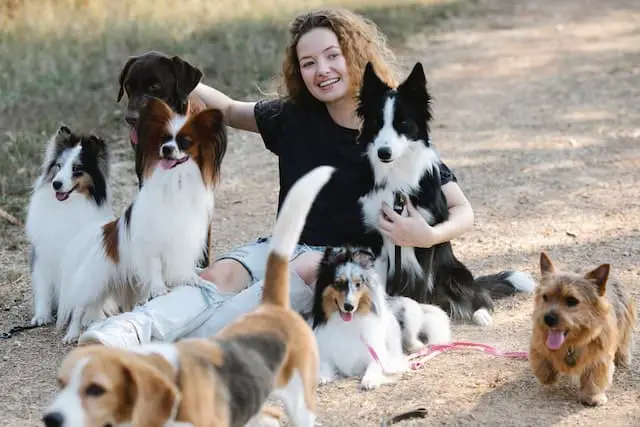 what to do with your Border Collie and other pets and animals
