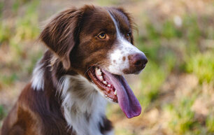 mottled brown dog with tongue out