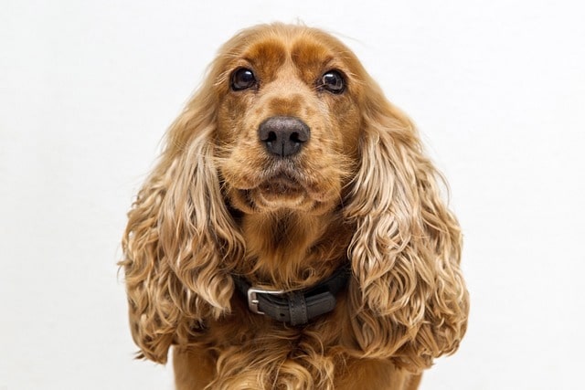 brown Cocker Spaniel