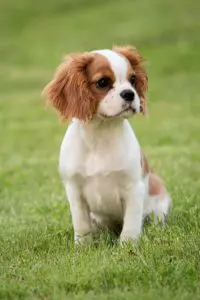 cute and adorable Cavalier puppy