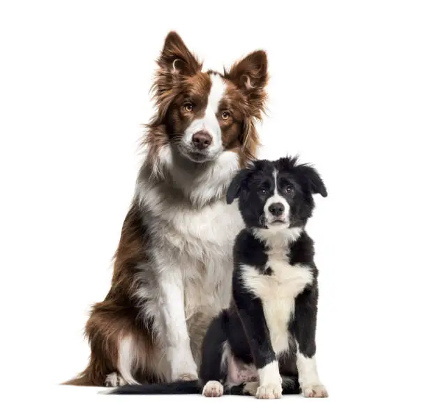 Puppy border collie dog, Border Collie, in front of white background