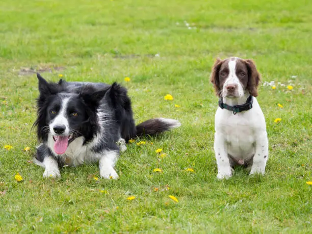 Border Collie and Springer Spaniel puppy side by side