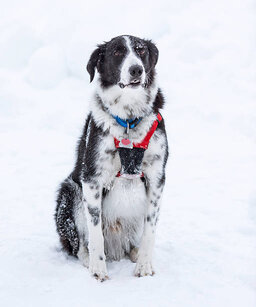 sitting dogs with mottled coat