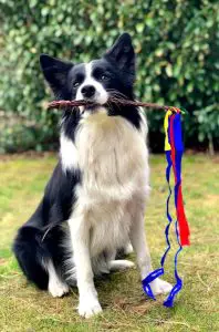 active and playful Border Collie