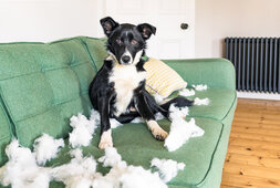 border collie playing on couch