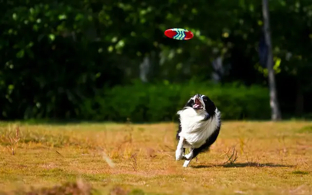 importance of training your Border Collie at a young age