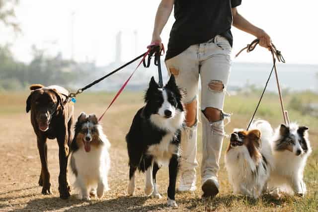 how to raise a sociable Border Collie Doberman mix