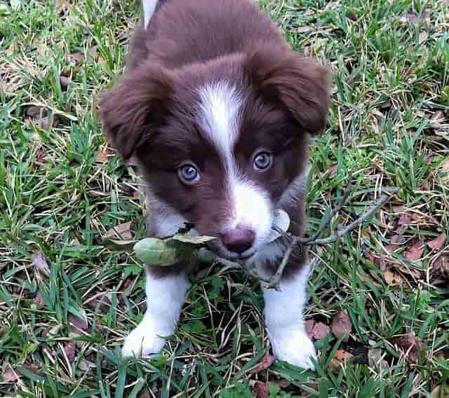 red Border Collie puppy