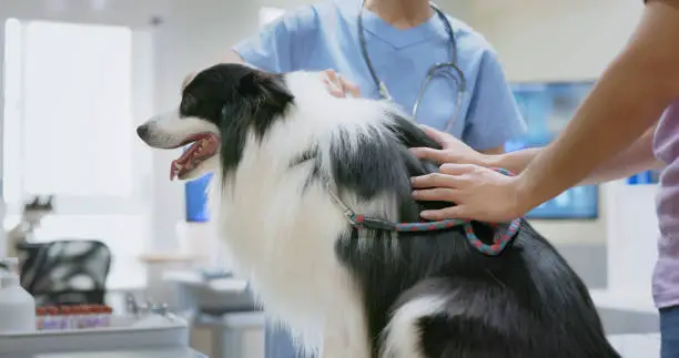 border collie on a check-up