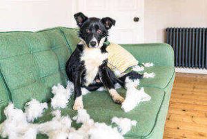 border collie on a couch