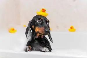 dachshund taking a bath