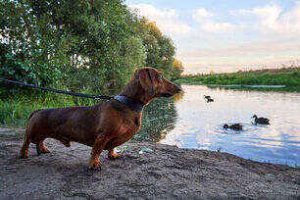 dachshund overlooking on the river