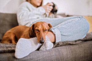 dachshund with his owner