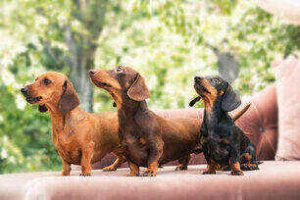 three dachshund puppies