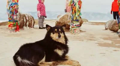 Finnish Lapphund is great with kids