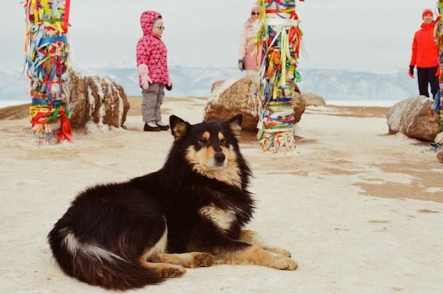 Finnish Lapphund is great with kids