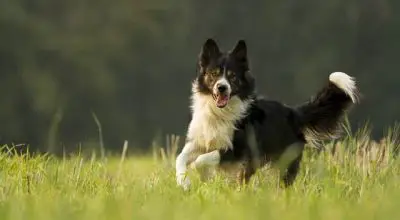 Border Collie with the standard black and white color