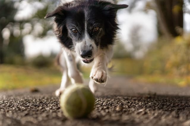 how to keep your Border Collie well-mannered