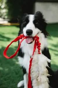 black and white Border Collie holding its leash