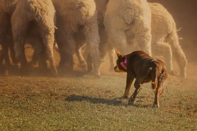 Australian Kelpie in action