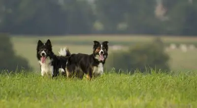 are Border Collies good with other animals?