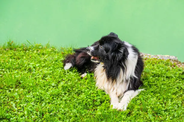 All You Need to Know About Maltese Border Collies - BorderCollieTalk