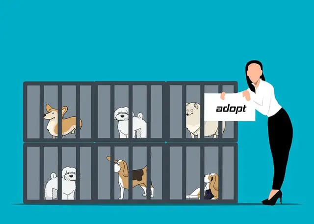 getting a dog from shelters