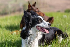 A black and white border collie and a brown-and-tan dog 