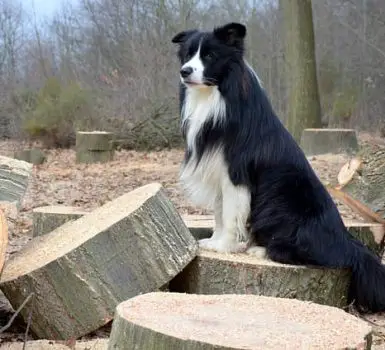 Ski-Collie with black and white coat