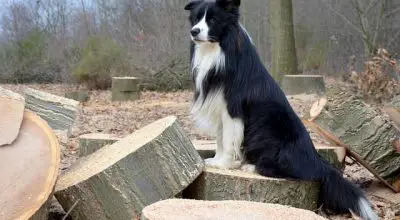 Ski-Collie with black and white coat