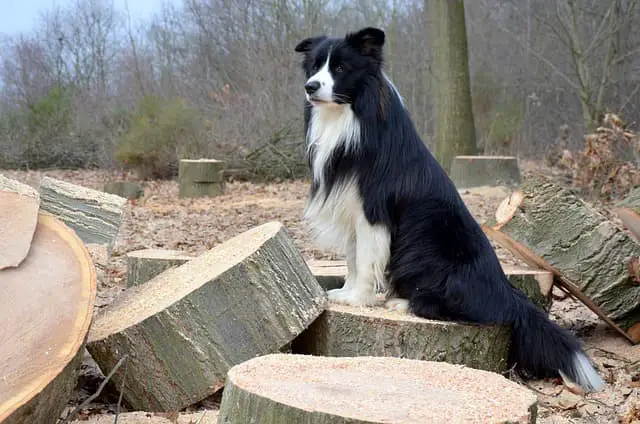 Ski-Collie with black and white coat