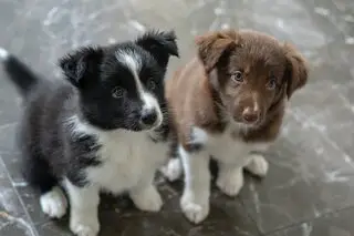 cute border collie pups