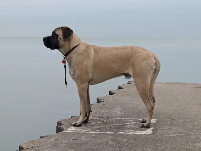 what to expect from the size of a Border Mastiff mix