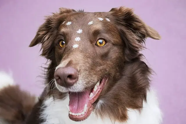 cheerful personality of Border Collie