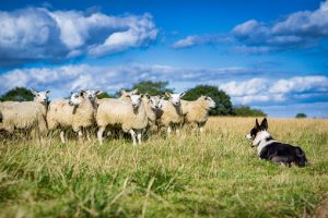 border collie dog looking back on flocks at the field