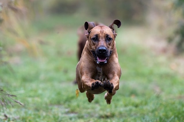 high energy Rhodesian Ridgeback