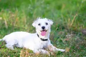 maltese white dog sitting on grass