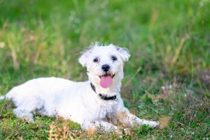 maltese white dog sitting on grass