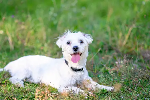 All You Need to Know About Maltese Border Collies - BorderCollieTalk