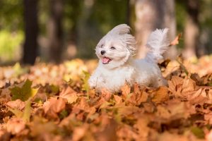 maltese dog running