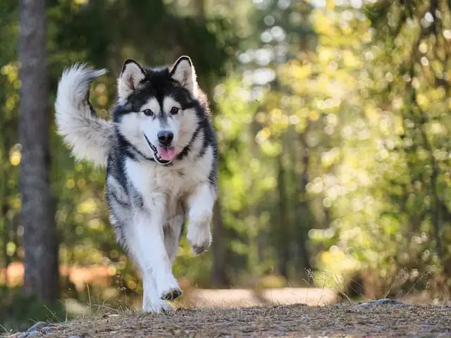 playful Alaskan Malamute