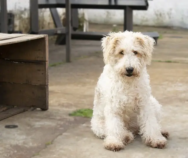 white Fox Terrier siting