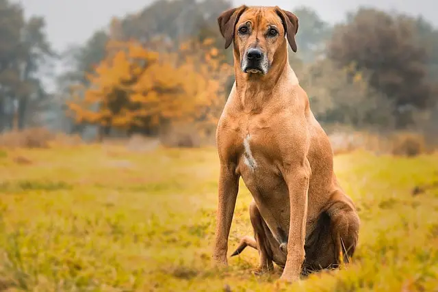 brown Rhodesian Ridgeback