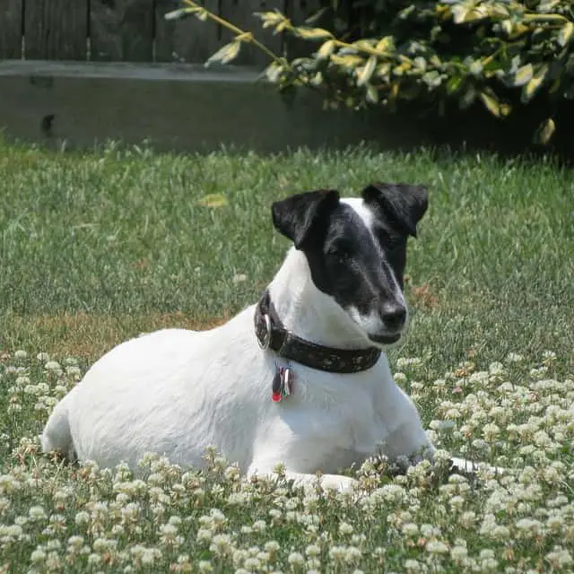 Fox Terrier with beautiful coat